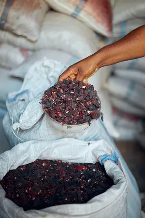 A close-up of dried hibiscus flowers being scooped from a bowl, with a large bag full of dried hibiscus flowers in the background, ready to be made into hibiscus tea.
