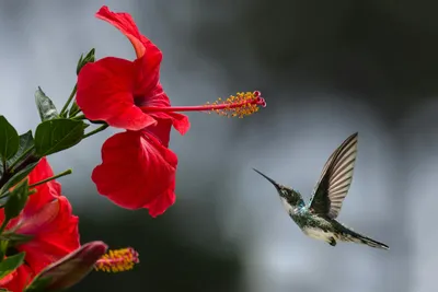 A hummingbird hovers in mid-air, about to drink nectar from a vibrant red hibiscus flower.