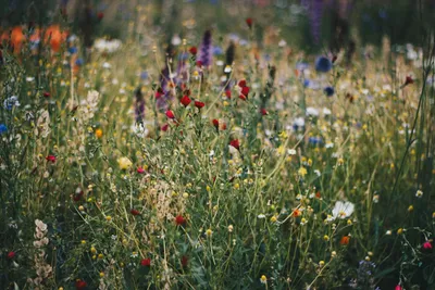 Collage of beautiful common garden plants including roses, lavender, hostas, and other popular flowers