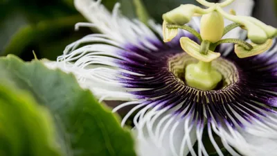Passiflora fruit flower.