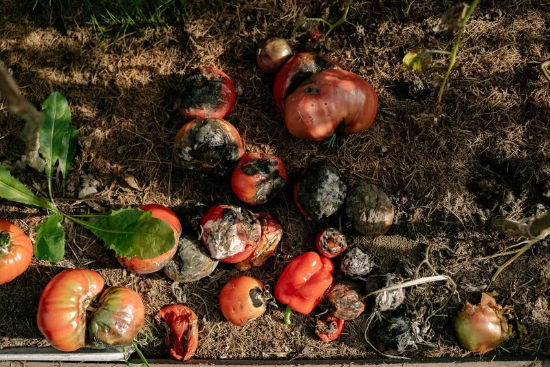 A gardener checking a compost bin with mature compost