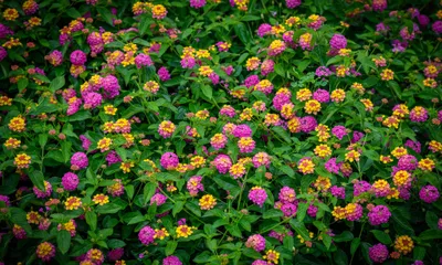 The Phipps Conservatory Challenge - Interactive botanical quiz