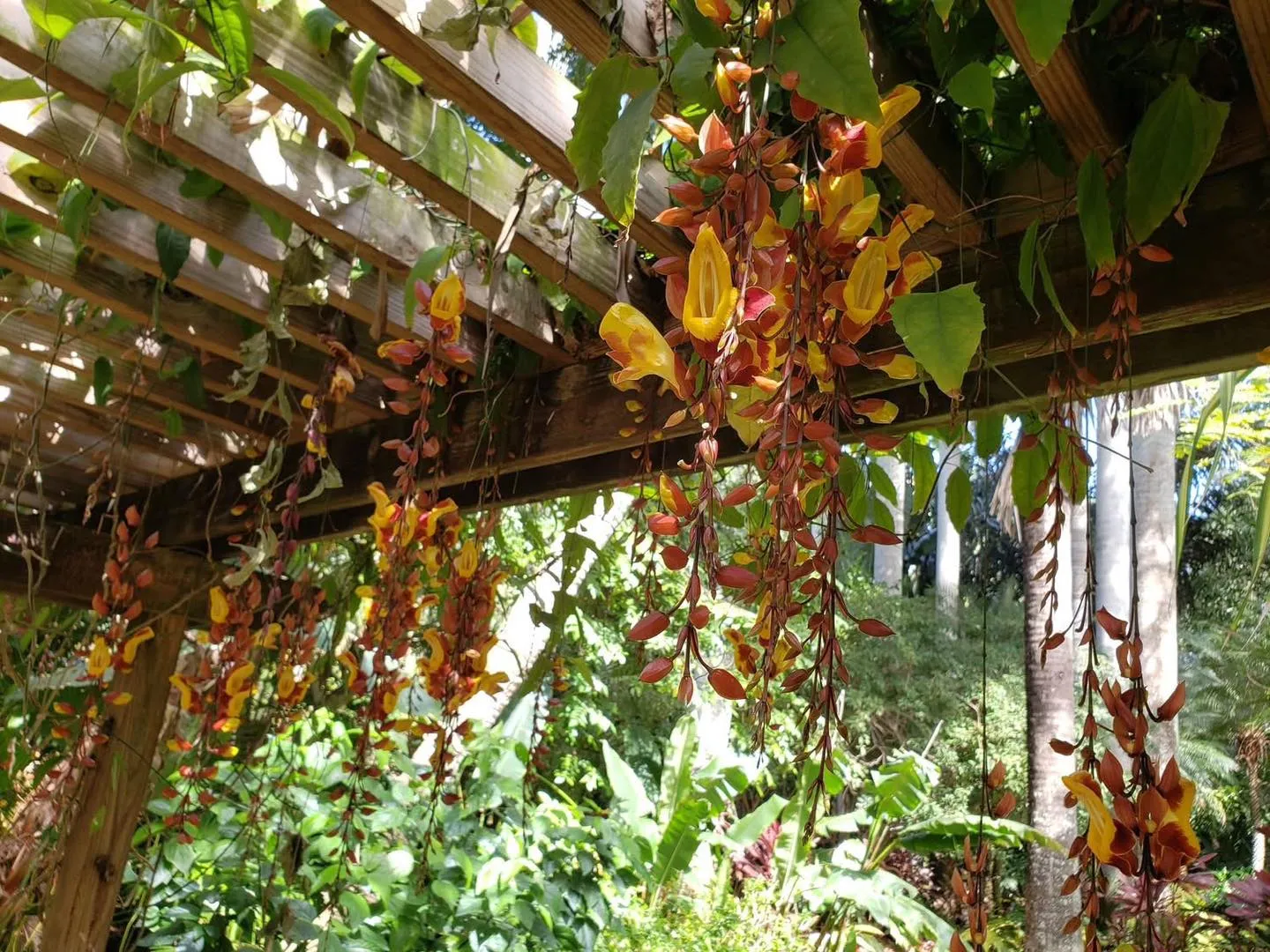 Pathway through lush tropical plants at Sunken Gardens