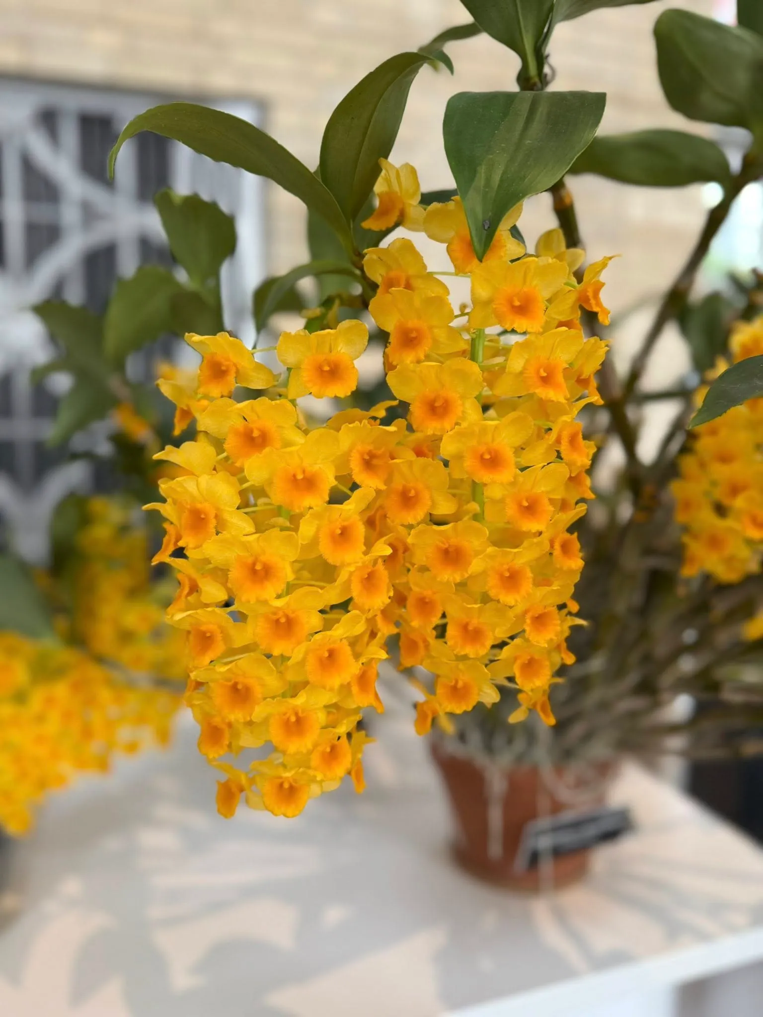 United States Botanic Garden