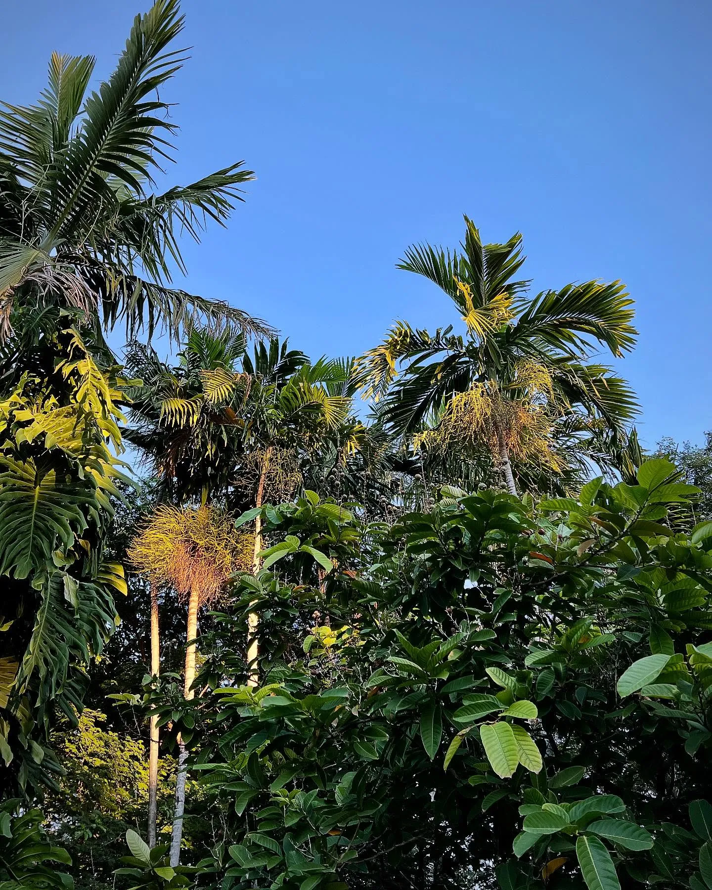 Path lined with palms inside Miami Beach Botanical Garden