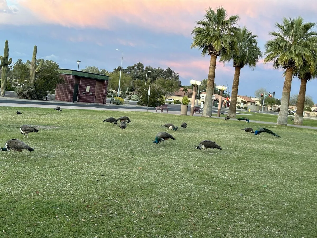 A group of peacocks grazing on the grass beneath palm trees at Glendale Xeriscape Demonstration Garden, illustrating the vibrant wildlife found in Arizona Botanical Gardens.