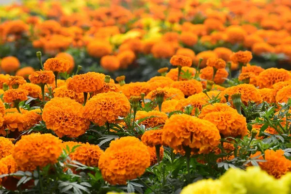 Bright orange marigold flowers