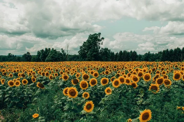 A sunflower facing the sun