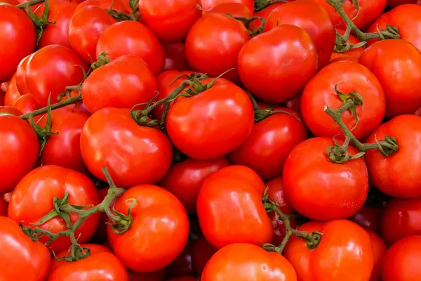 Ripe red tomatoes on a vine